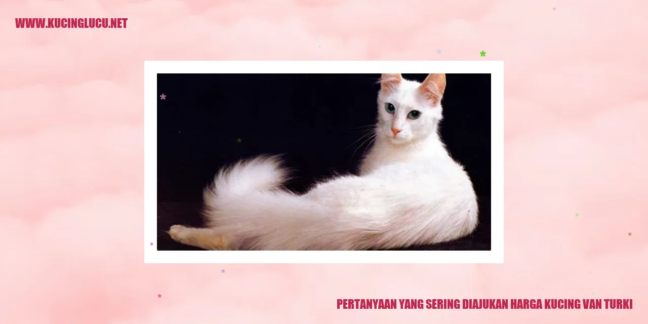 Kucing Van Turki