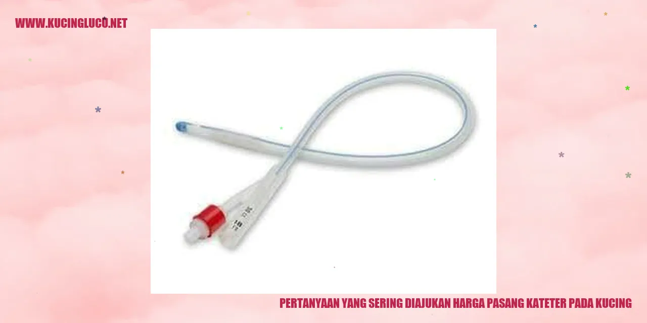 Gambar Kucing dengan Kateter