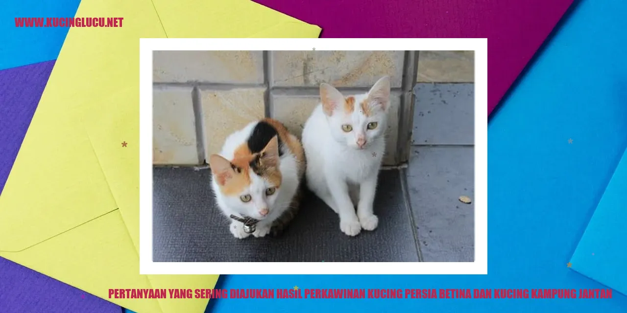 Kucing Persia Betina dan Kucing Kampung Jantan