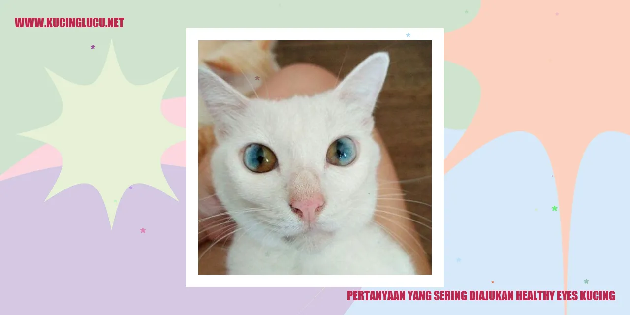 Pertanyaan yang Sering Ditanyakan tentang Kesehatan Mata Kucing