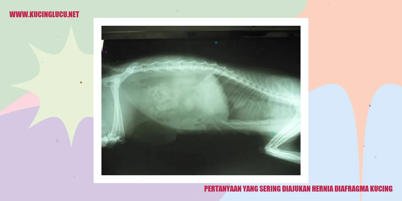 Gambar Hernia Diafragma pada Kucing