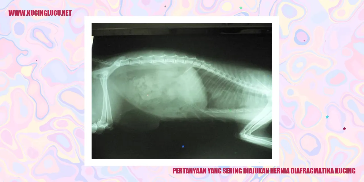 Gambar Kucing