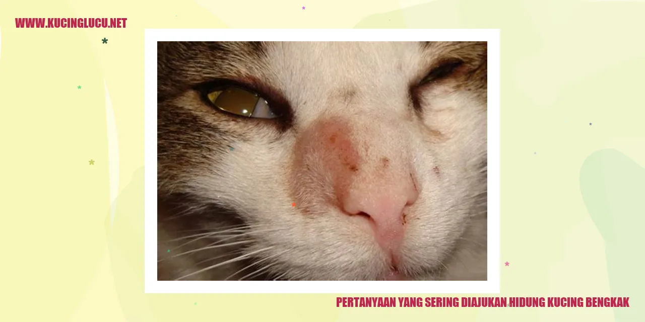 Hidung Kucing Bengkak