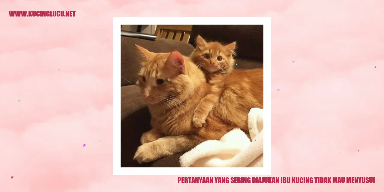 Ibu kucing tidak mau menyusui