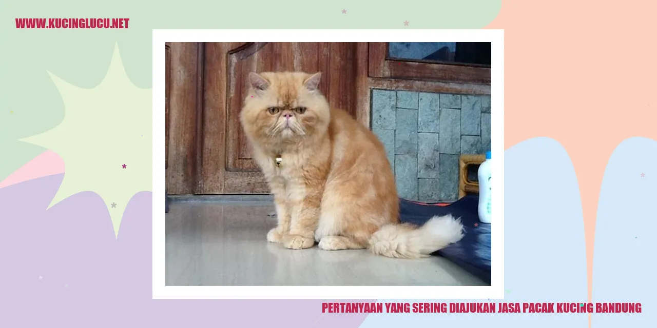 Gambar jasa penitipan kucing di Bandung