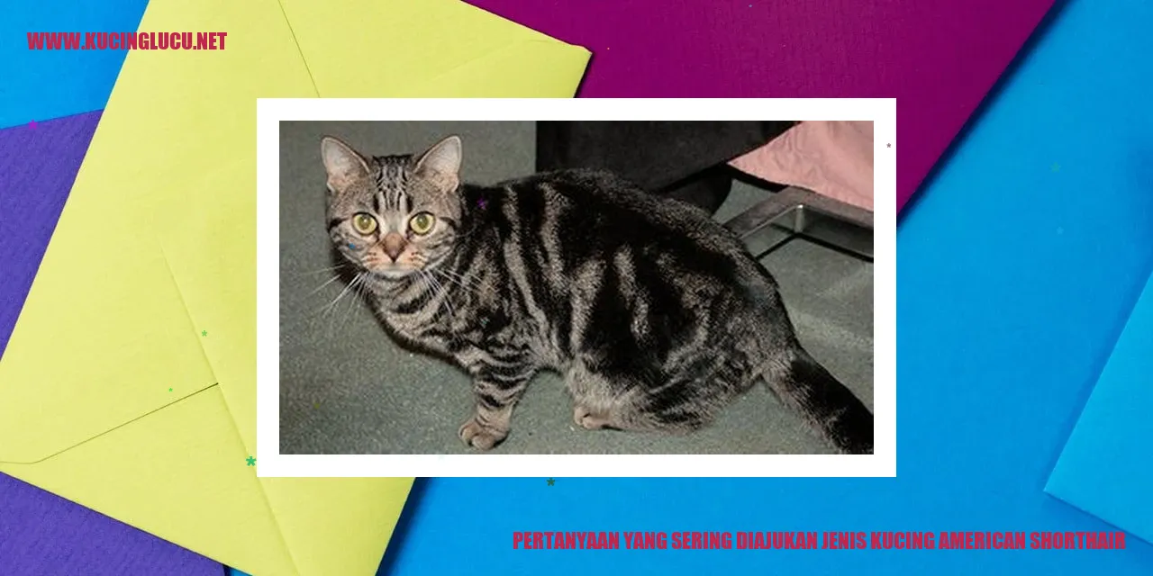 Jenis Kucing American Shorthair