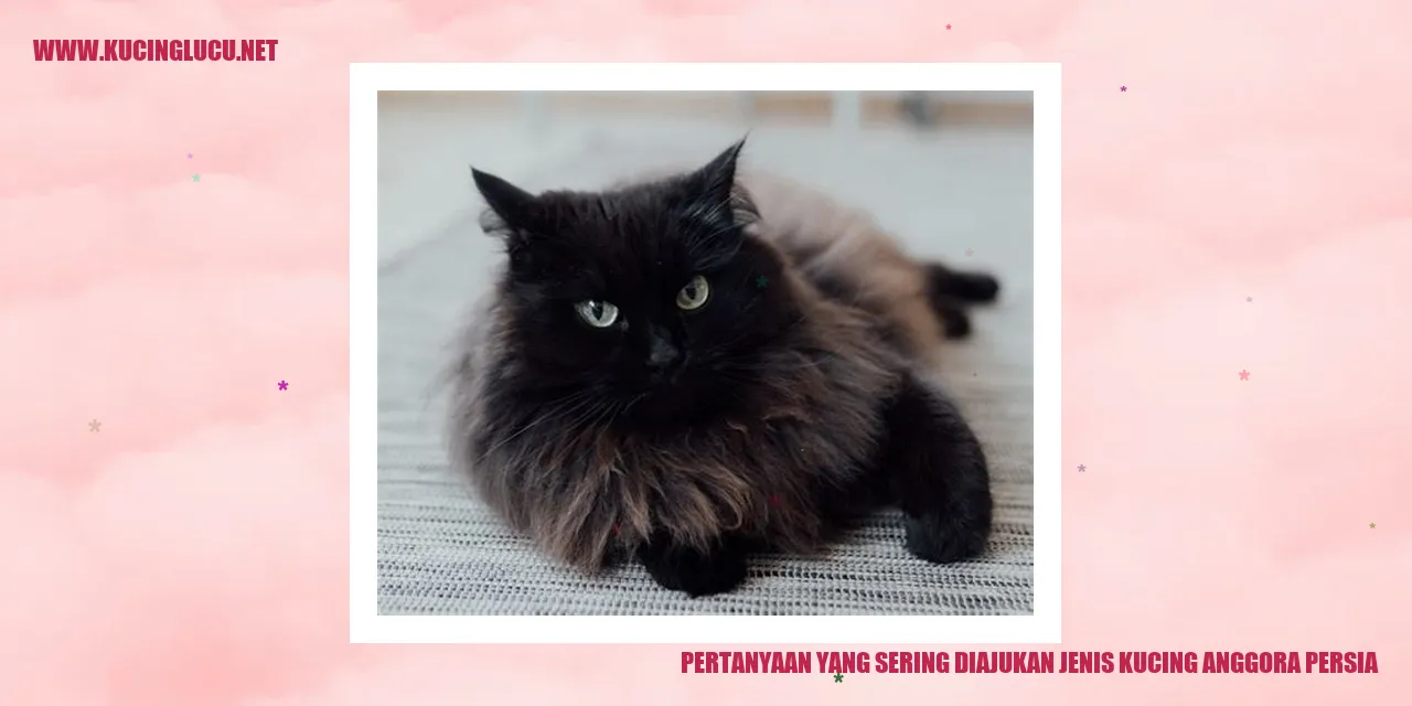 Gambar Kucing Anggora Persia