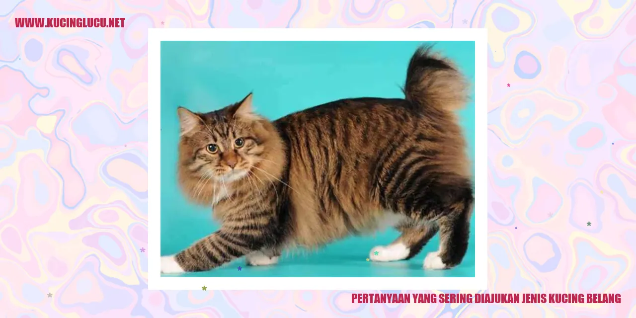 Gambar Kucing Belang