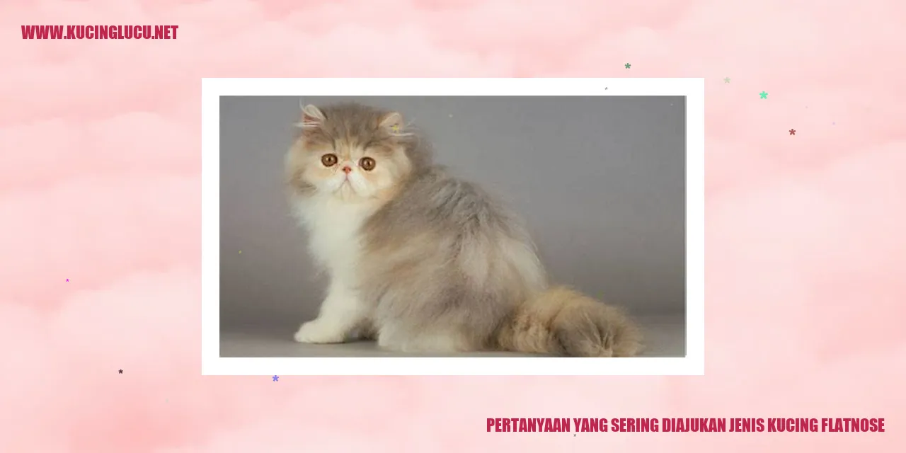 Gambar Kucing Flatnose