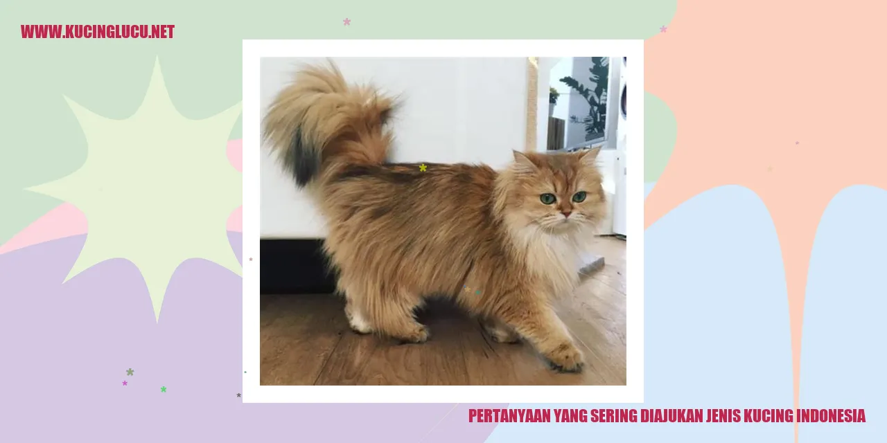 Kucing Indonesia