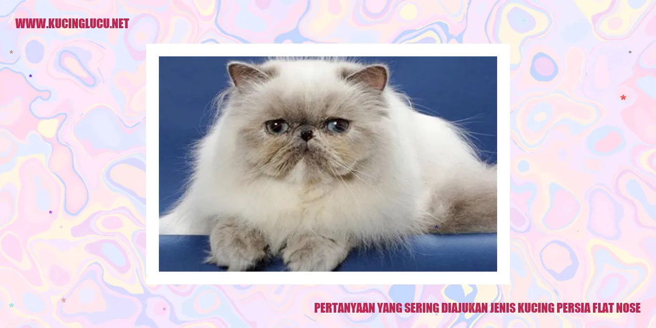 Kucing Persia Flat Nose