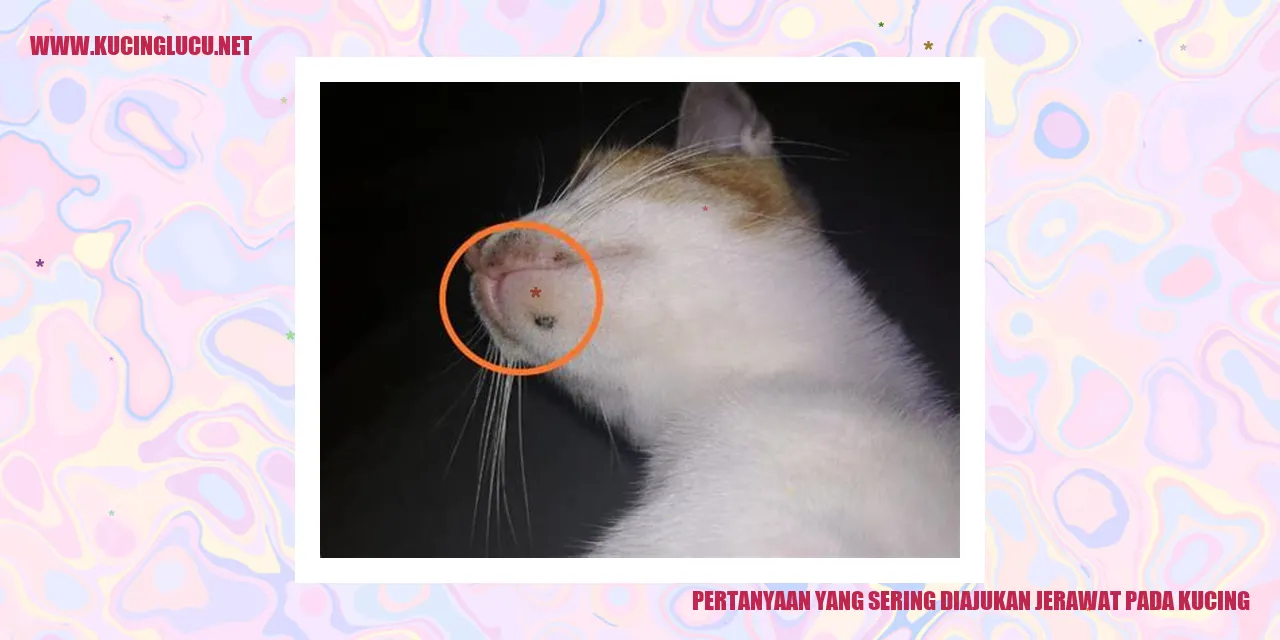 Ilustrasi kucing dengan masalah jerawat