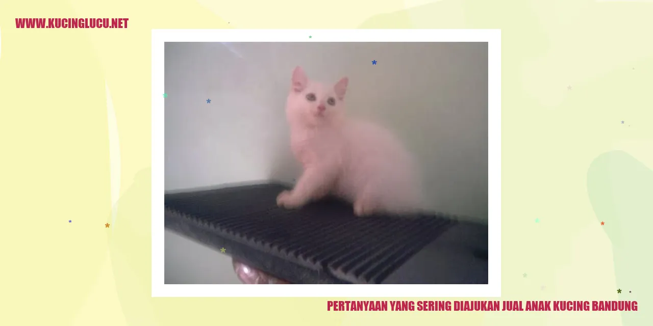 gambar anak kucing