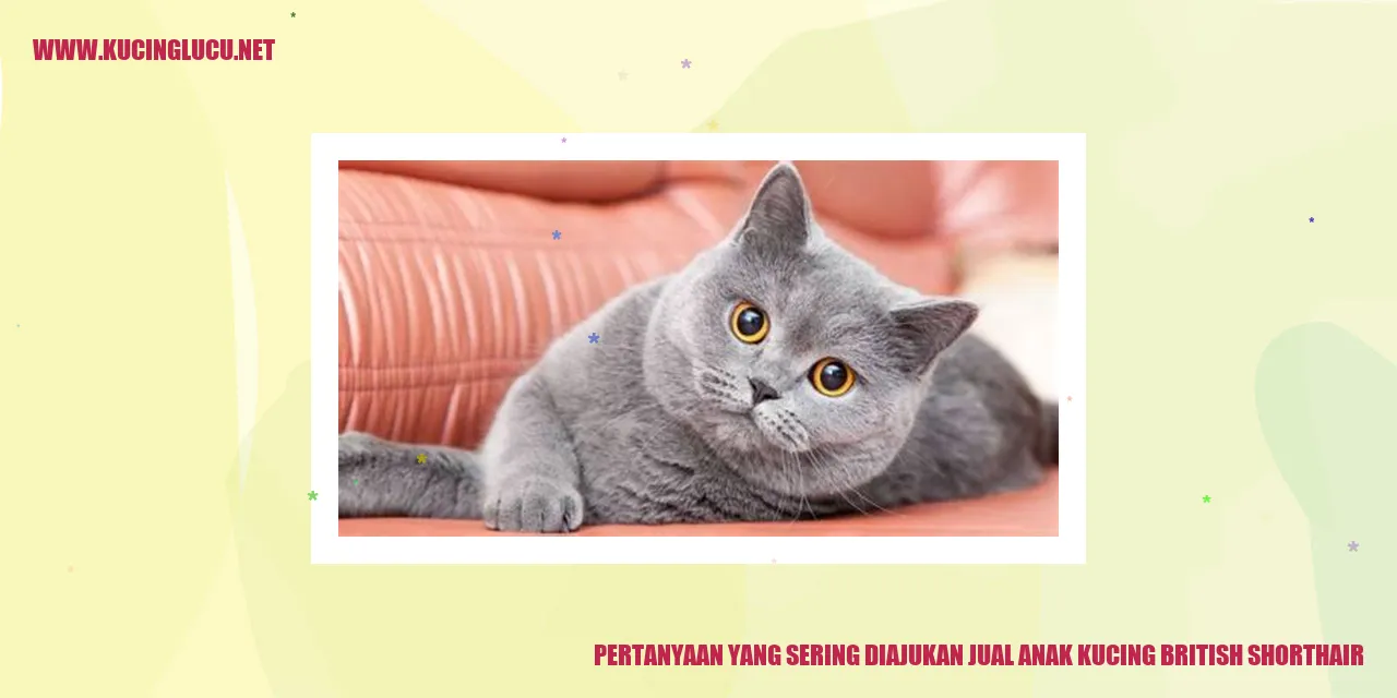 Gambar anak kucing British Shorthair