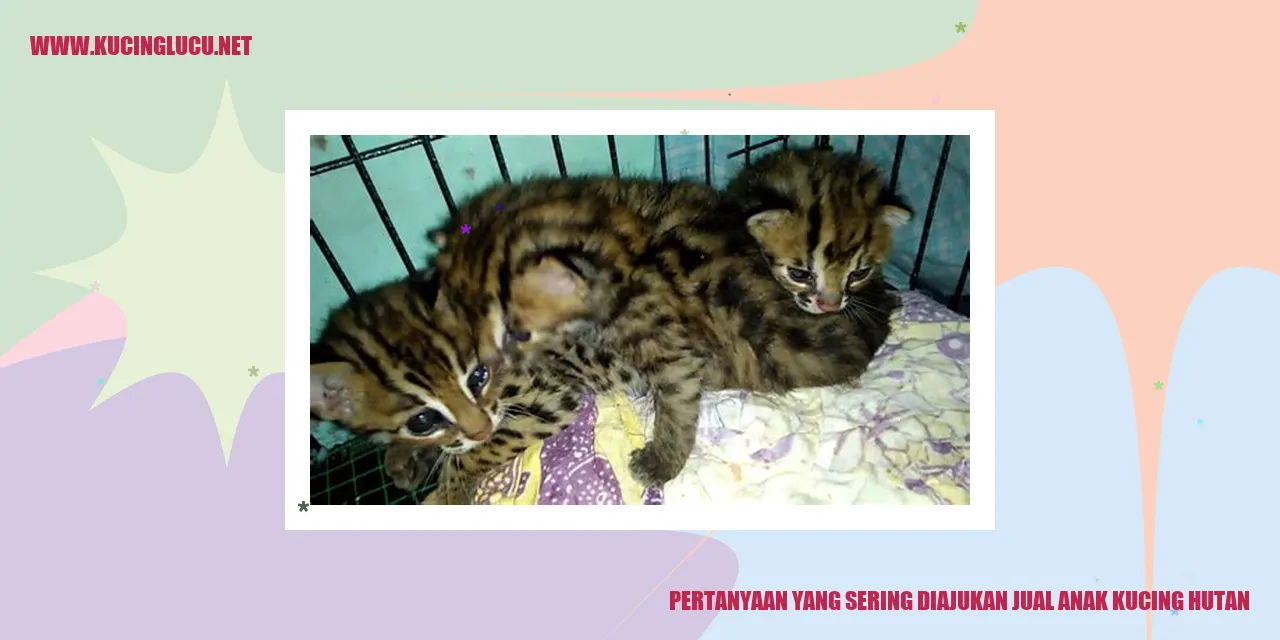 Anak kucing hutan