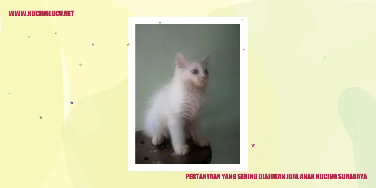 Kucing Menggemaskan