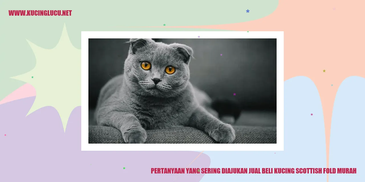 Pertanyaan yang Sering Diajukan jual beli kucing scottish fold murah