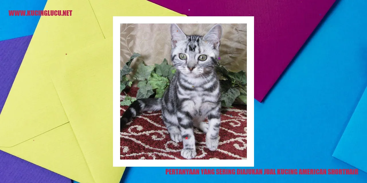 Jual Kucing American Shorthair
