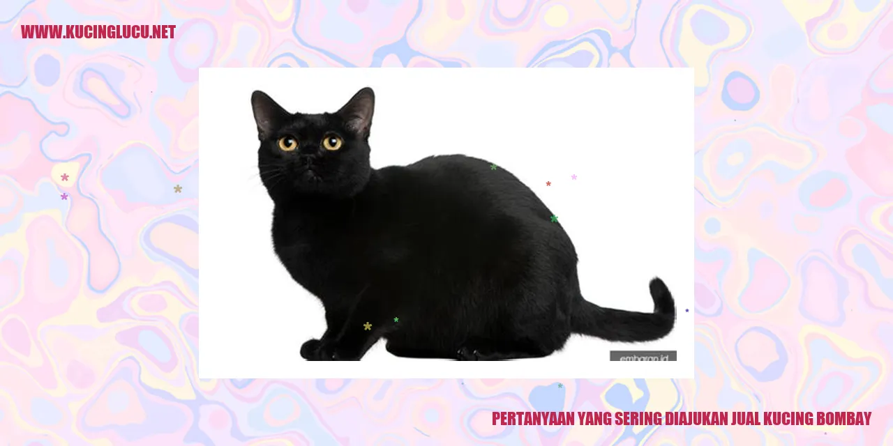 Kucing Bombay