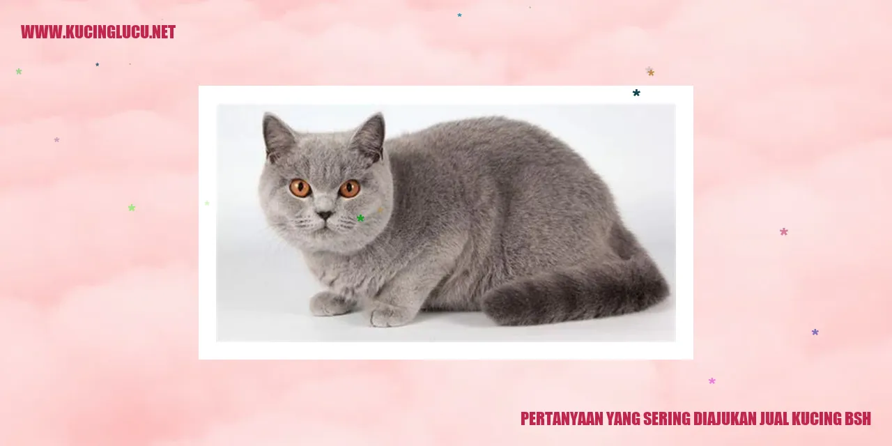 Pertanyaan yang Sering Diajukan tentang Jual Kucing British Shorthair