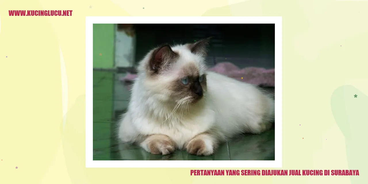 Kucing Lucu