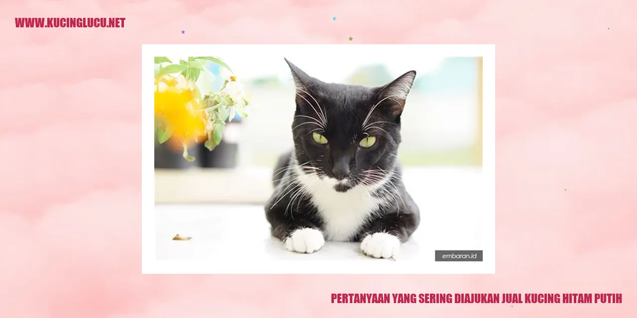 Gambar kucing berwarna hitam dan putih