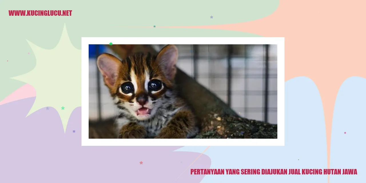 Pertanyaan yang Sering Diajukan jual kucing hutan jawa