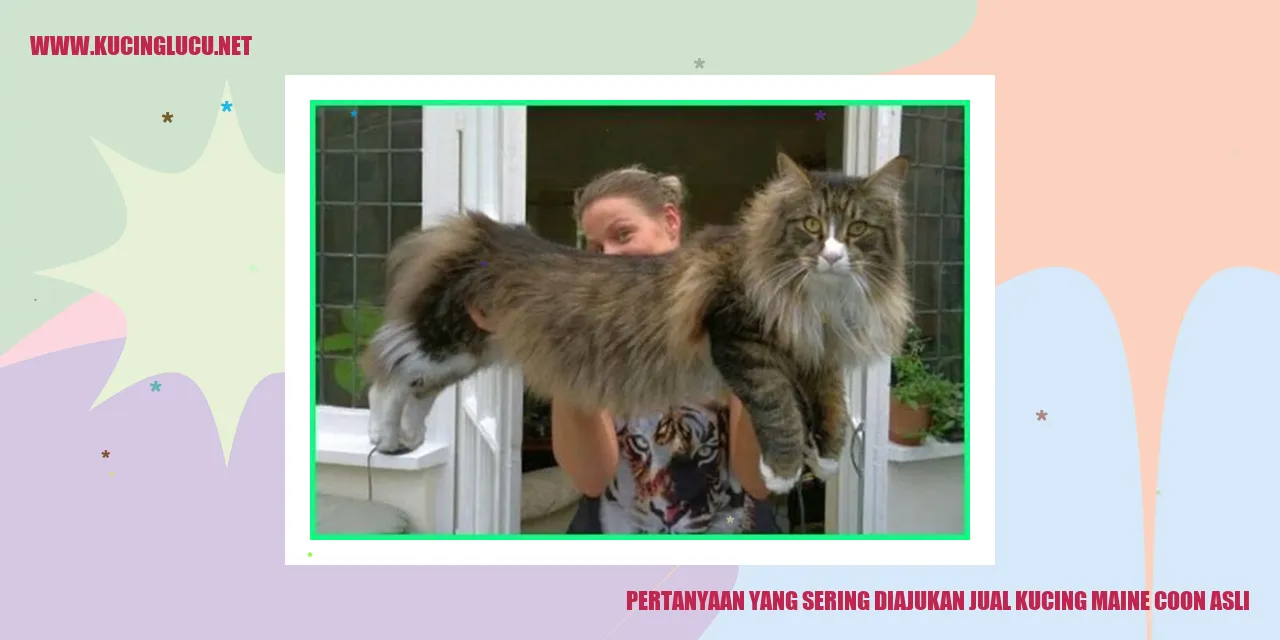 Pertanyaan yang Sering Diajukan jual kucing maine coon asli