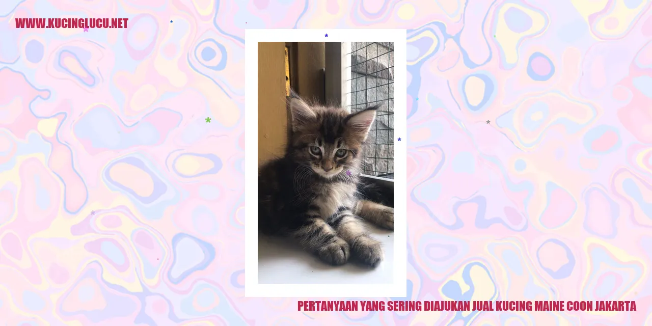 Foto kucing Maine Coon