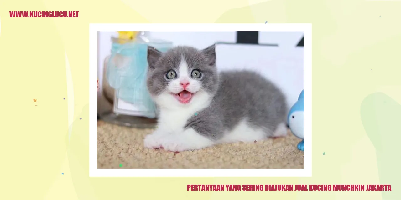 Kucing Munchkin