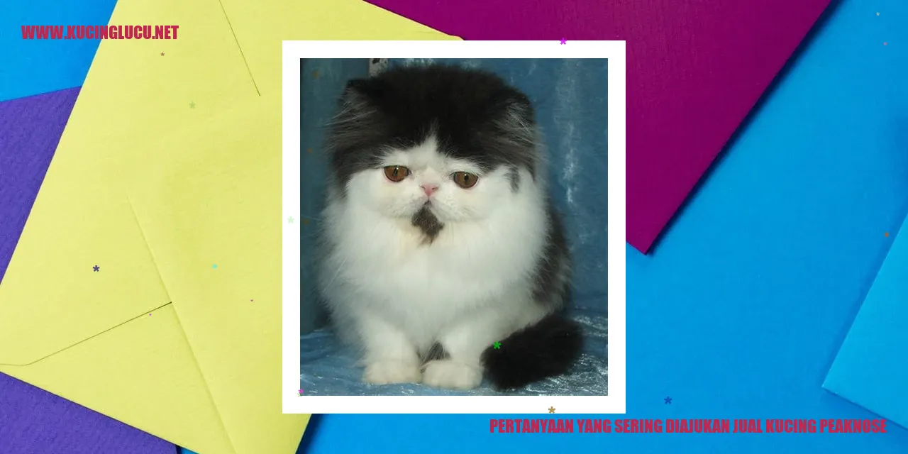 Gambar Indah Kucing Peaknose