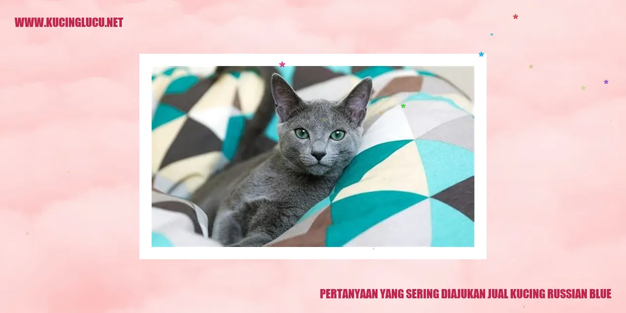 kucing russian blue