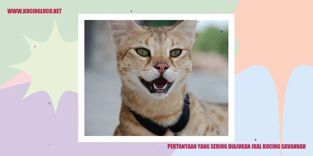 Pertanyaan yang Sering Diajukan tentang Jual Kucing Savannah