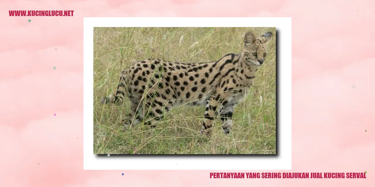 Pertanyaan yang Sering Diajukan seputar Penjualan Kucing Serval