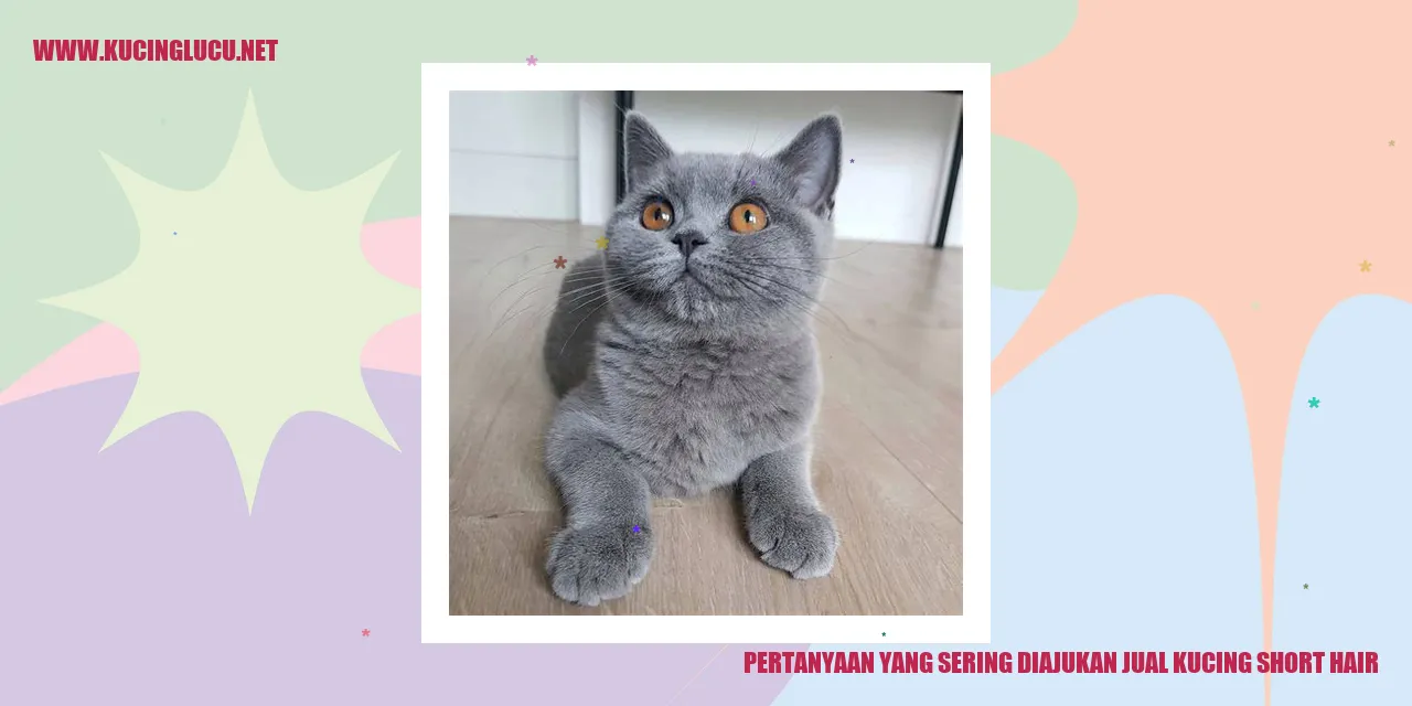 Kucing Short Hair