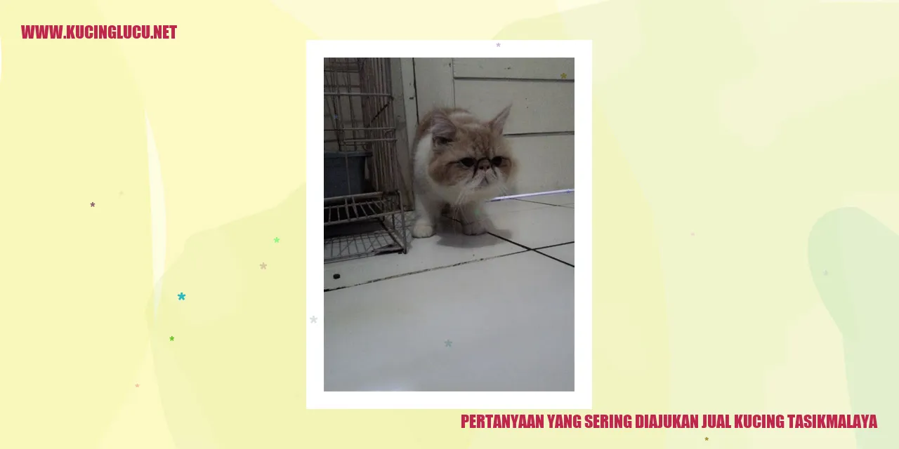 Jual Kucing Tasikmalaya