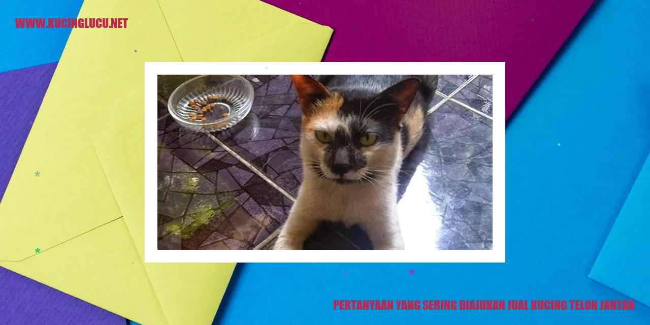 Kucing Telon Jantan