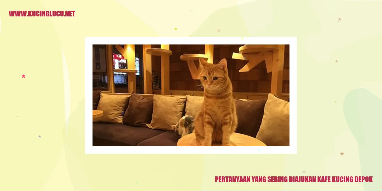 Kafe Kucing Depok