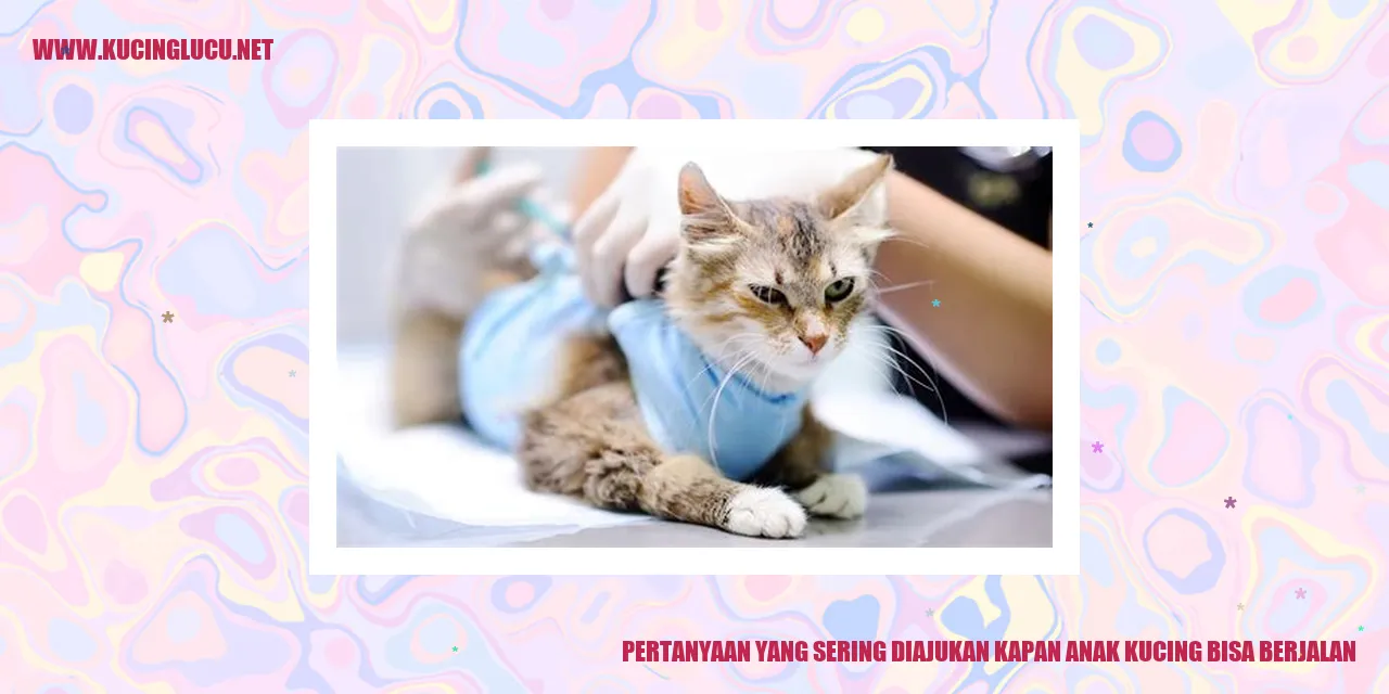 Gambar Anak Kucing yang Berjalan