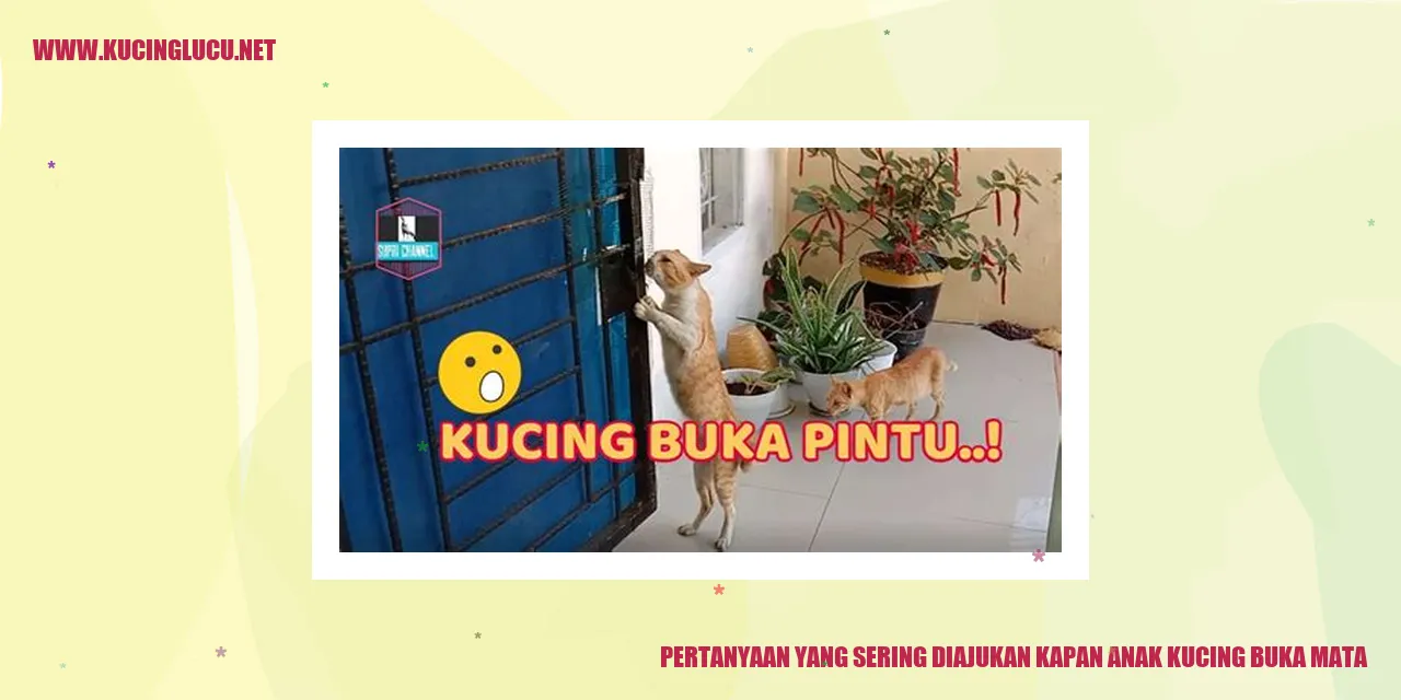 Gambar anak kucing