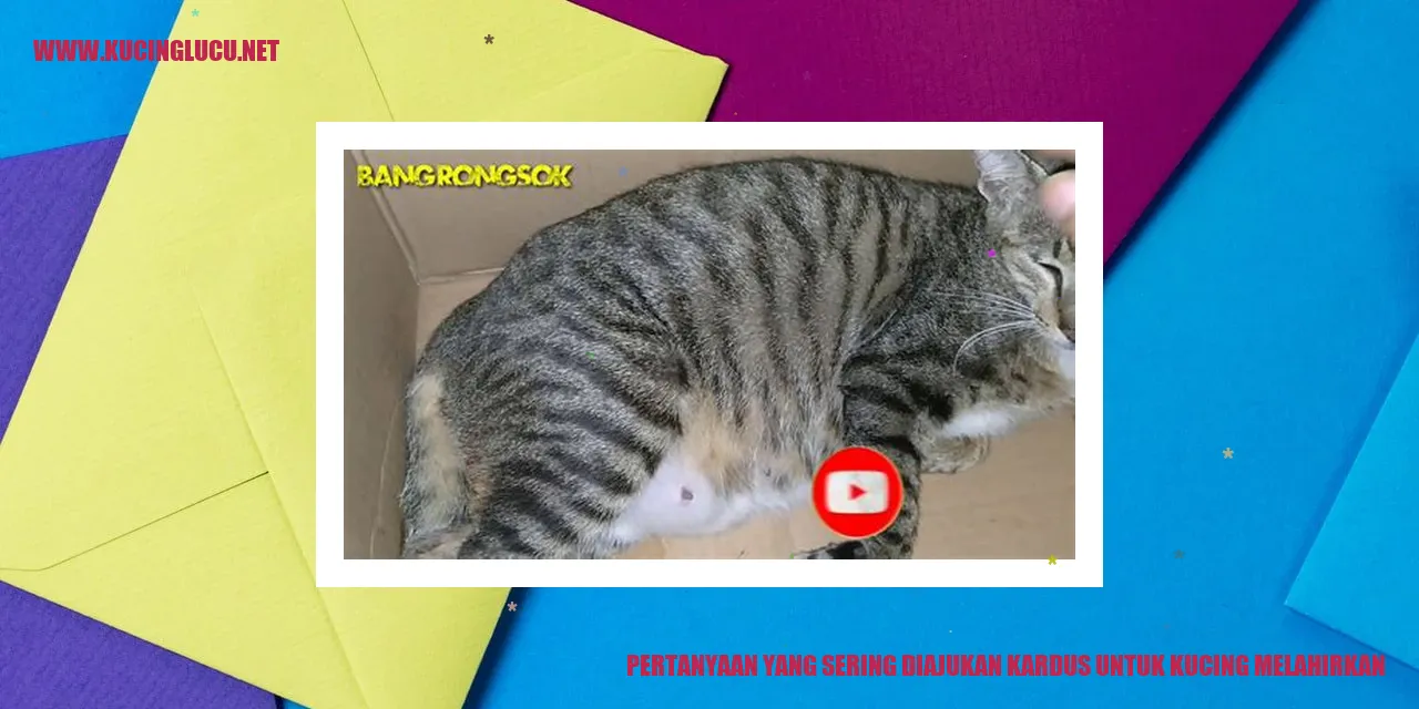 Gambar pertanyaan kardus untuk kucing melahirkan