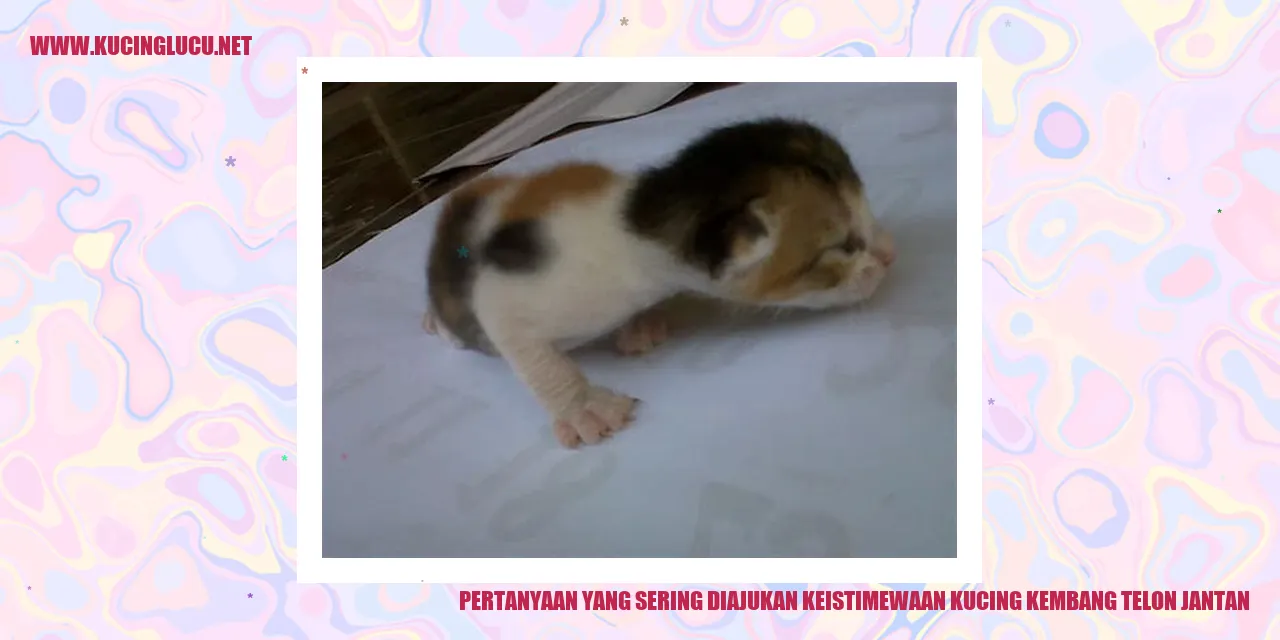 Pertanyaan yang Sering Diajukan keistimewaan kucing kembang telon jantan