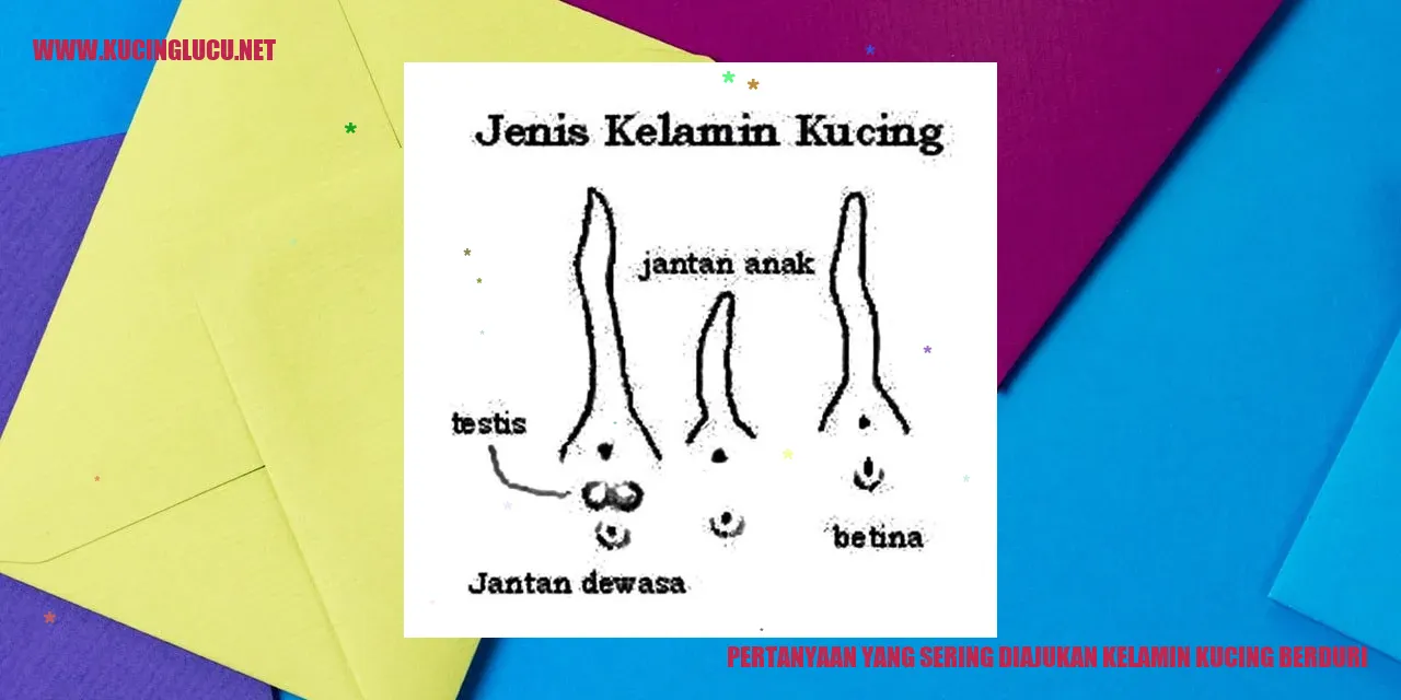 Kucing Berduri