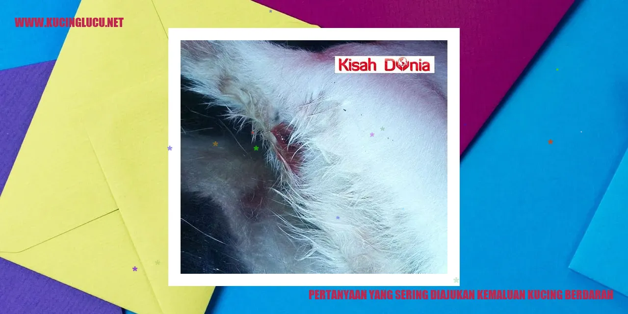 Pertanyaan yang Sering Diajukan kemaluan kucing berdarah