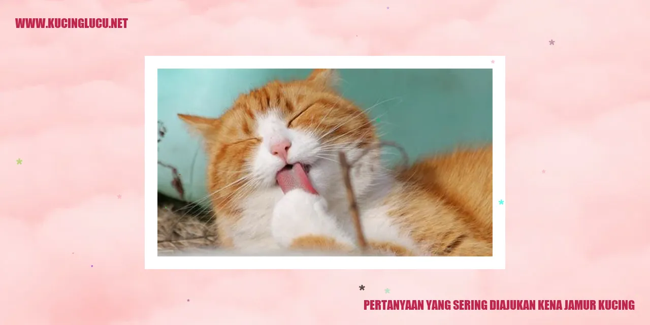 Ilustrasi jamur pada kucing