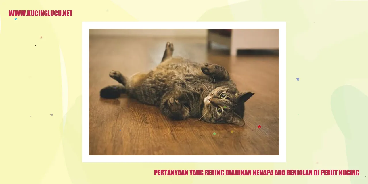 Benjolan di Perut Kucing