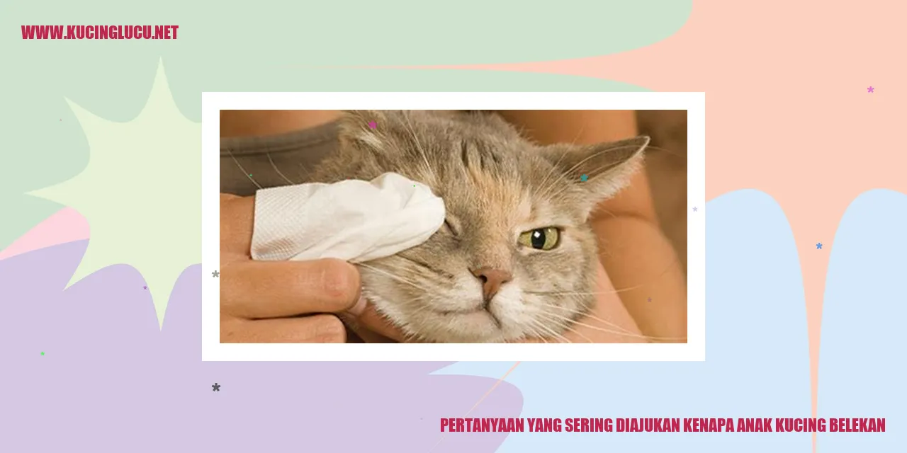 Anak Kucing Belekan