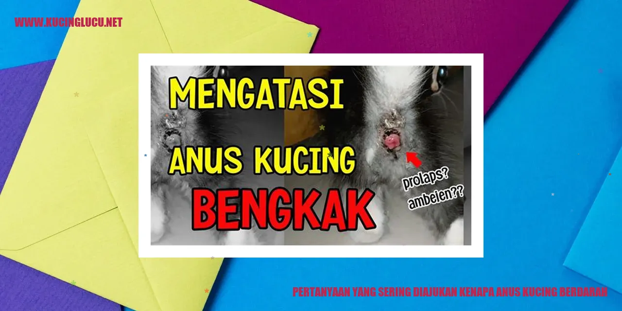 Anus Kucing Berdarah