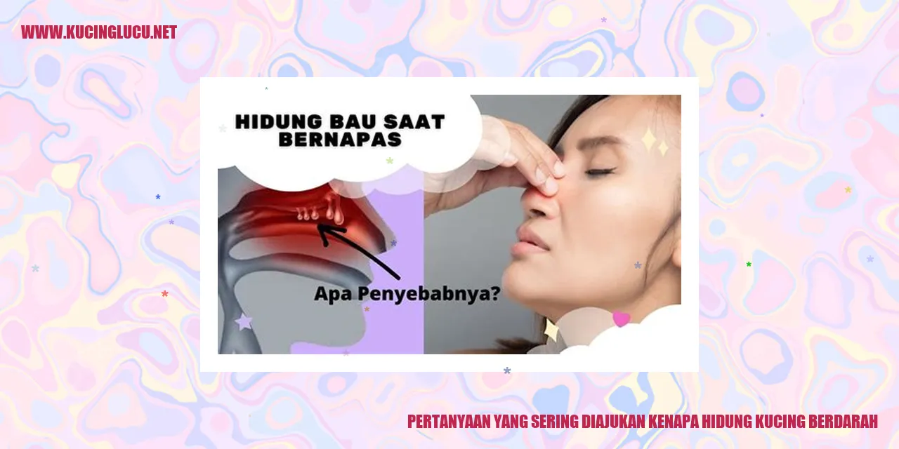 gambar hidung kucing berdarah
