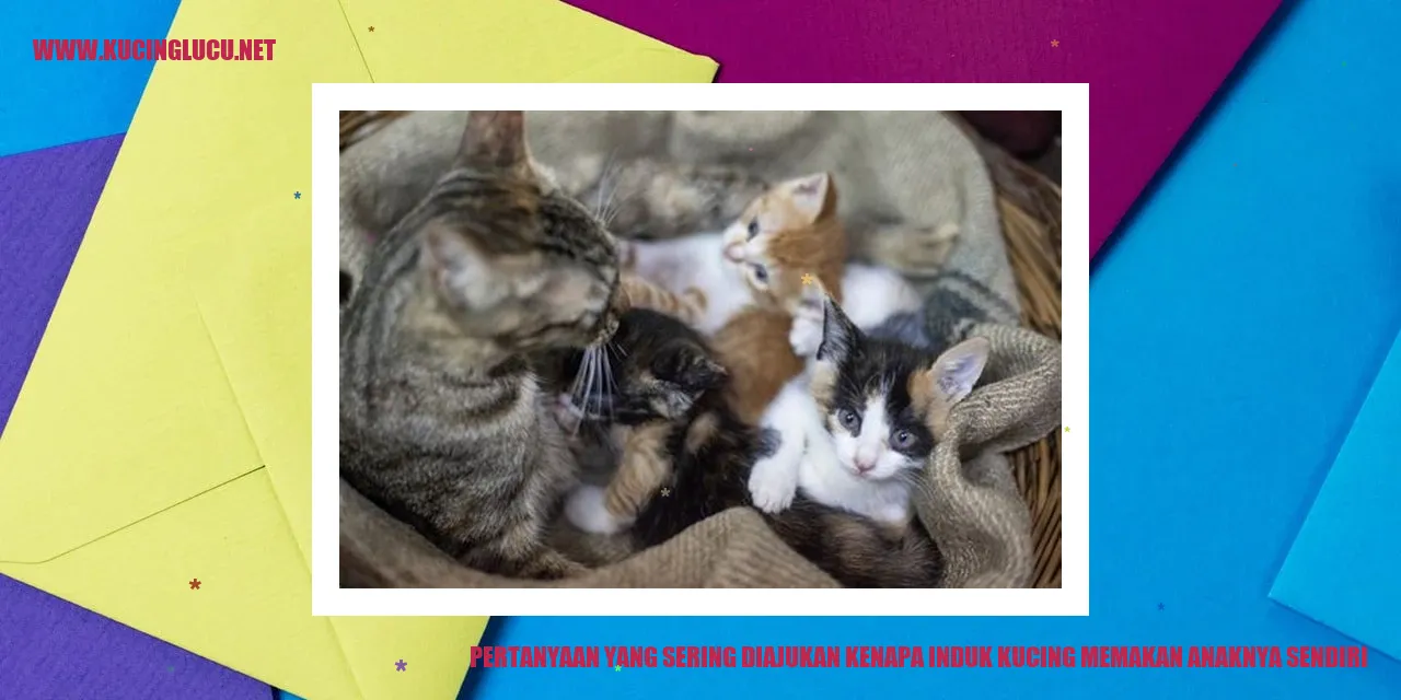 Induk Kucing Memakan Anaknya Sendiri